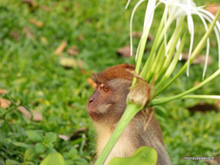 Singe - Taman Negara - Malaisie